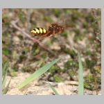 Nomada lathburiana - Wespenbiene w19.jpg